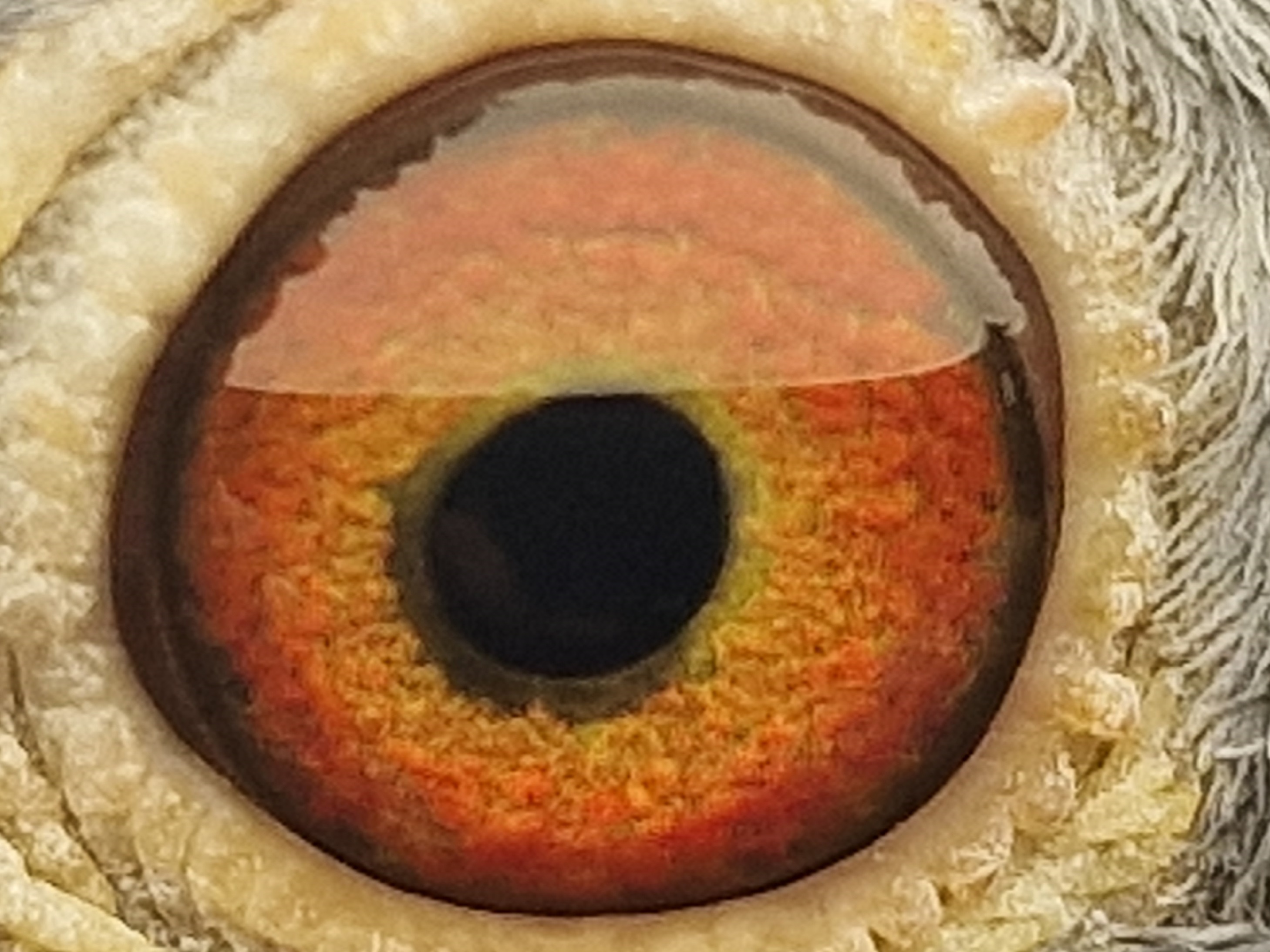 Pigeon eye